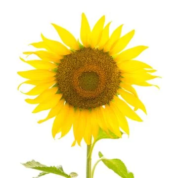 Sunflower isolated Foto stock