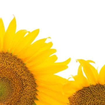 Sunflower isolated Stock Photos