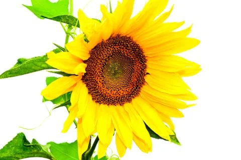 Sunflower isolated Stockfoto's