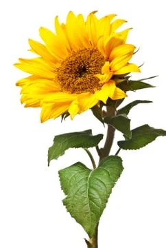 Sunflower isolated Stock Photos