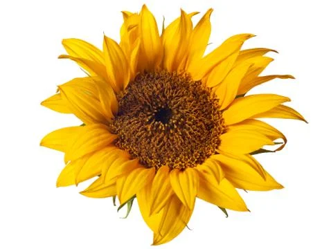 Sunflower isolated Stock Photos