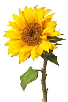 Sunflower isolated Stock Photos