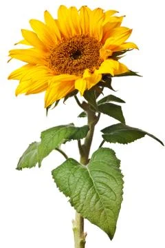 Sunflower isolated Stock Photos