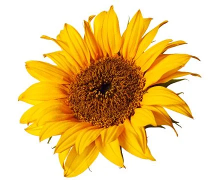 Sunflower isolated Stock-Fotos