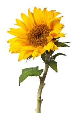 Sunflower isolated Stock Photos