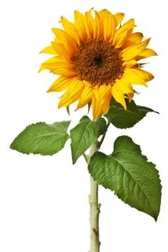 Sunflower isolated Stock Photos