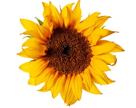Sunflower isolated Stock Photos