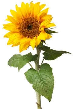 Sunflower isolated Stock Photos
