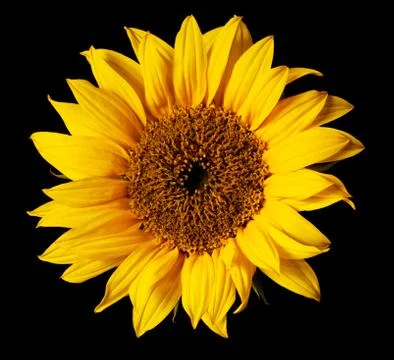 Sunflower isolated Stock Photos