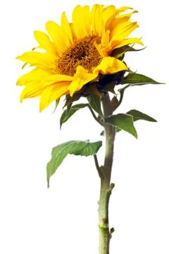 Sunflower isolated Foto stock