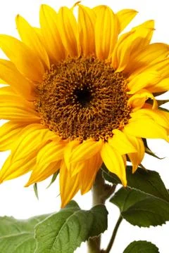 Sunflower isolated Stock Photos