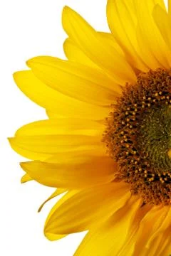 Sunflower isolated Foto stock
