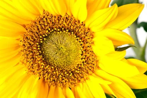 Sunflower isolated Stock Photos