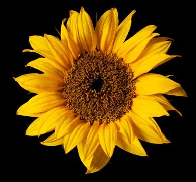 Sunflower isolated Stock Photos