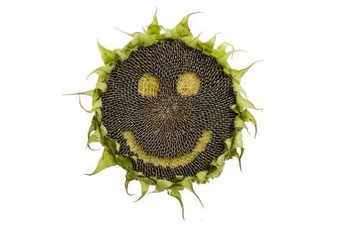 Sunflower isolated Stock Photos