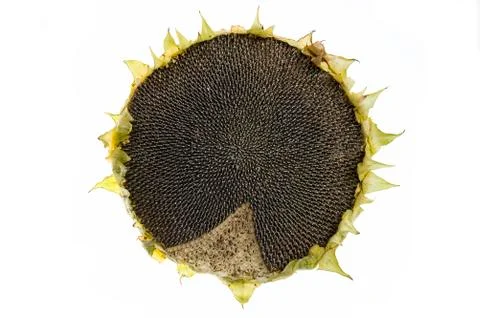 Sunflower isolated Stock Photos
