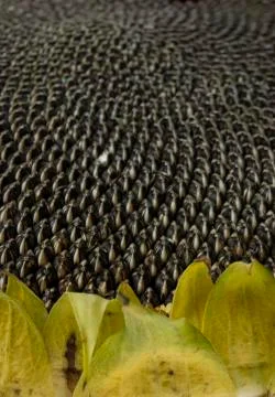 Sunflower isolated Stock Photos
