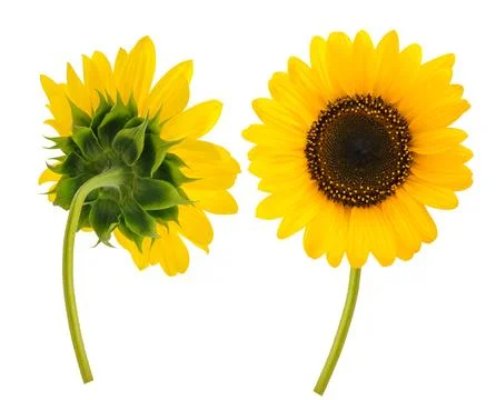 Sunflower isolated Stock Photos