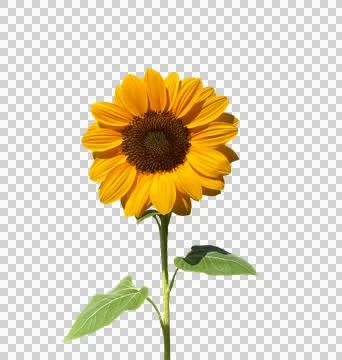Sunflower isolated transparency background. Stock Photos