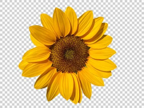 Sunflower isolated transparency background. Stock Photos