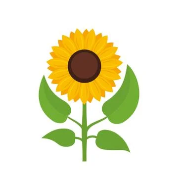 Sunflower isolated on white background Stock Illustration