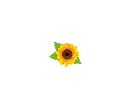 Sunflower isolated on white background. Stock Illustration