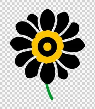 Sunflower isolated on white background 스톡 일러스트