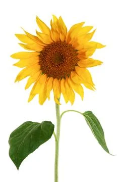 Sunflower isolated on a white background Stock Photos