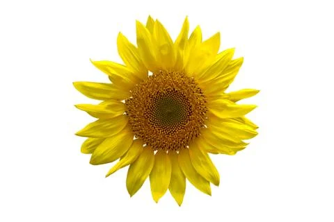 Sunflower isolated on white background Stock Photos