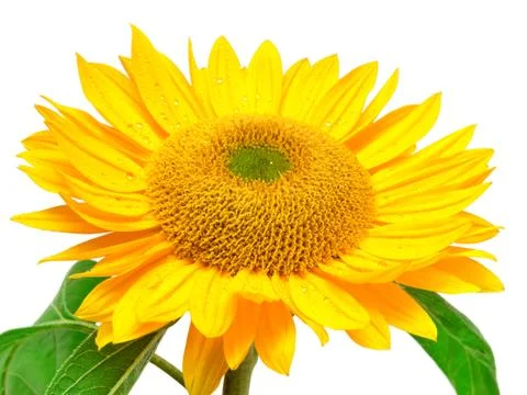 Sunflower isolated on white background Stock Photos