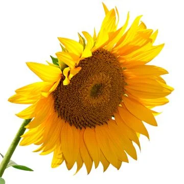 Sunflower isolated on a white background Stock Photos