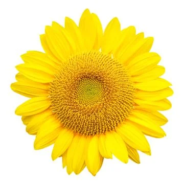 Sunflower isolated on white background Stock Photos