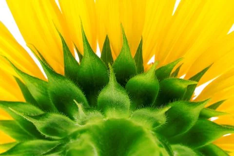 Sunflower isolated on white background Stock Photos