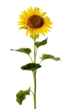 Sunflower isolated on a white background Stock Photos