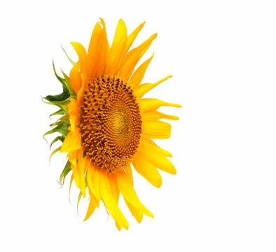 Sunflower isolated on white background Stock Photos