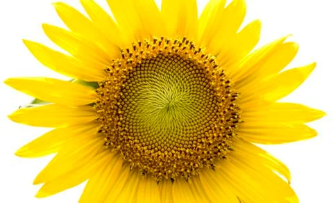 Sunflower isolated on white background Stock Photos