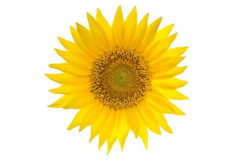 Sunflower isolated on the white background. Stock Photos