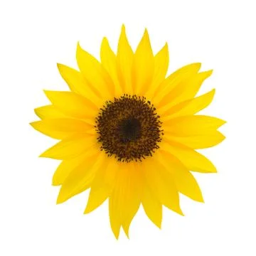 Sunflower isolated on white background Stock Photos