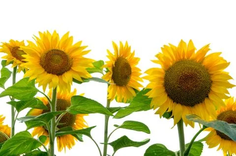 Sunflower isolated on white background Stock Photos