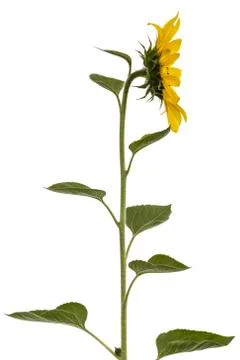 Sunflower isolated on white background Foto stock