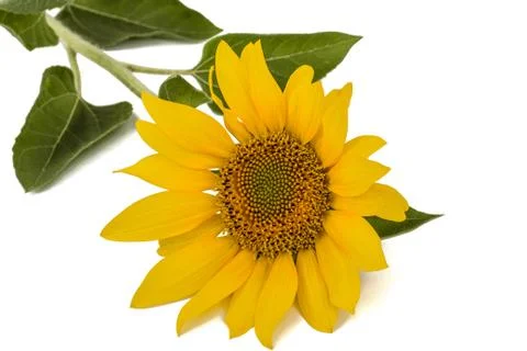 Sunflower isolated on white background Stock Photos