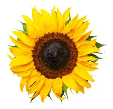 Sunflower Isolated on White Background Stock Photos
