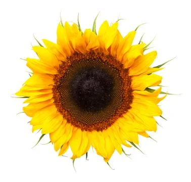 Sunflower Isolated on White Background Stock Photos
