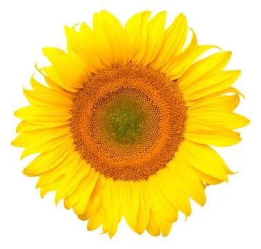 Sunflower Isolated on White Background Stock Photos