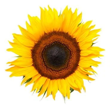 Sunflower Isolated on White Background Stock Photos