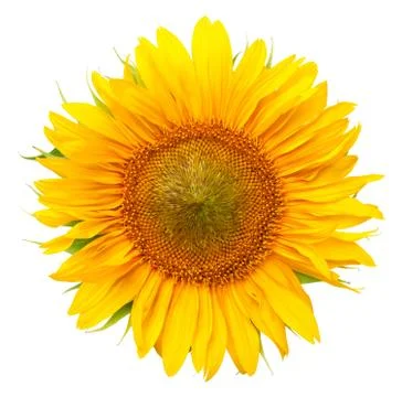 Sunflower Isolated on White Background Stock Photos