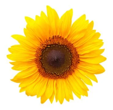 Sunflower Isolated on White Background Stock Photos
