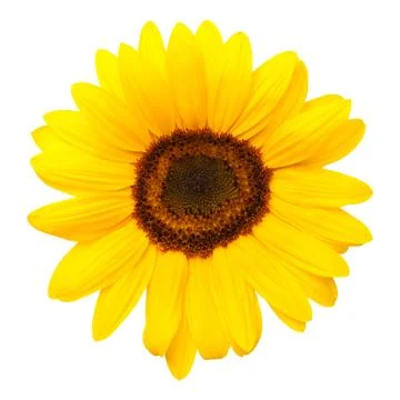 Sunflower Isolated on White Background Stock Photos