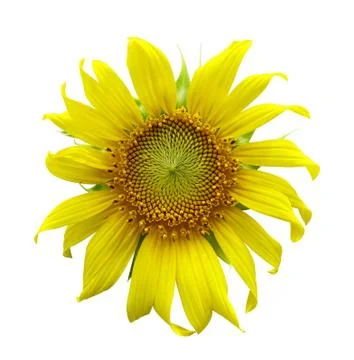Sunflower isolated on a white background Stock Photos