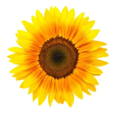 Sunflower Isolated On White Background Stock Photos